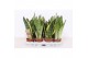 Sansevieria trifasciata Sansevieria mix 