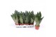 Sansevieria zeylanica Sansevieria zeylanica compacta 