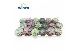 Echeveria mix Echeveria Love Mix (6 Spc.)