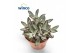 Kalanchoe tomentosa Kalanchoe Tomentosa Nigraoverig pp 