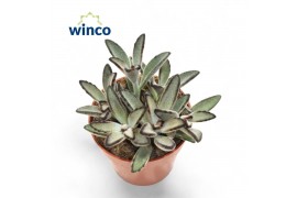 Kalanchoe tomentosa Kalanchoe Tomentosa Nigraoverig pp