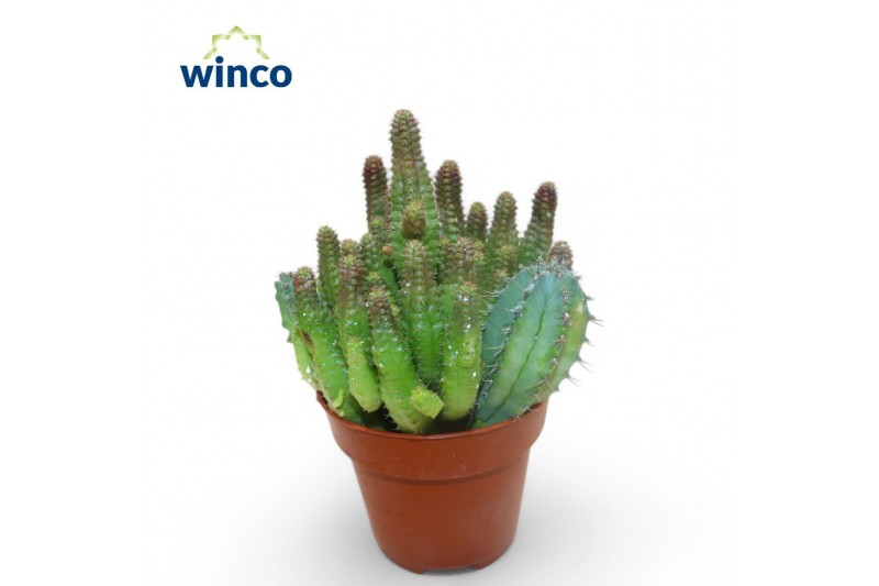 Euphorbia Euphorbia Lugardiae 