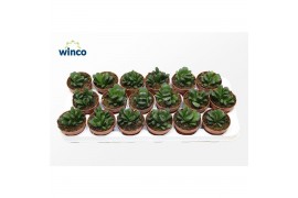 Haworthia Haworthia Maughanii X Truncata1 pp 15