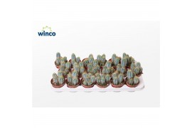 Pilosocereus pachyclaudus Pilosocereus Azureus