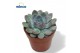 Echeveria Echeveria Pulidonis Grey1 bl. 