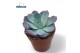 Echeveria colorata Echeveria Colorataoverige bl. 