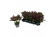 Skimmia japonica rubella Skimmia Rubella 7+ bloemen 7 bl. 