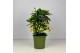 Ardisia crenata bos premium white Ardisia crenata Bospremium White 