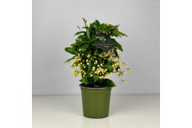 Ardisia crenata bos premium white Ardisia crenata Bospremium White