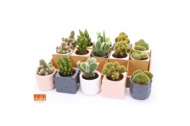 Cactus mix 5 soorten Cactus mix in Davos 7