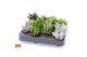 Succulenten mix Succulent mix 5,5 XXL UK - NON CITES 