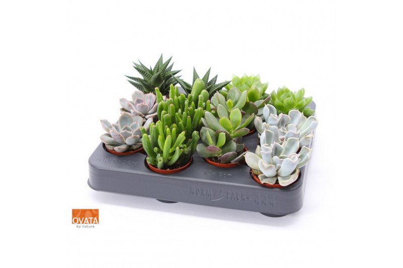 Succulenten mix Succulent mix 5,5 XXL UK - NON CITES 