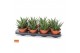Gasteraloe tess Gasteria tess 12 