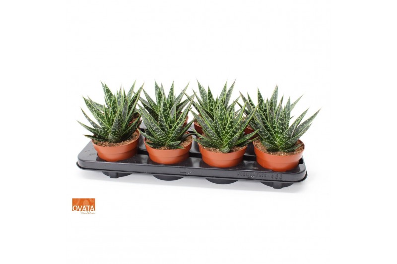 Gasteraloe tess Gasteria tess 12 