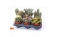 Cactus mix 6 soorten Cactus mix 12 
