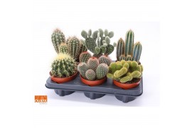 Cactus mix 6 soorten Cactus mix 12