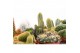 Cactus mix 6 soorten Cactus mix 12 