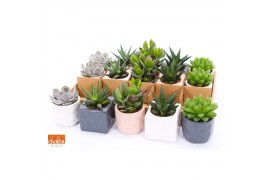 Succulenten mix Succulent mix in Davos 7 UK - NON CITES