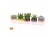 Succulenten mix Succulent mix in Capri 7 UK - NON CITES 