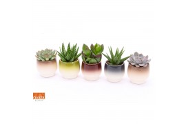 Succulenten mix Succulent mix in Capri 7 UK - NON CITES