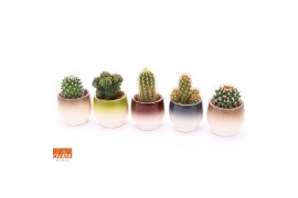 Cactus mix 5 soorten Cactus mix in Capri 7