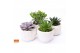 Succulenten mix Succulent mix in Paros 15 UK - NON CITES 