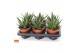Gasteraloe tess Gasteria tess 12 