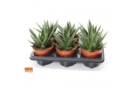 Gasteraloe tess Gasteria tess 12