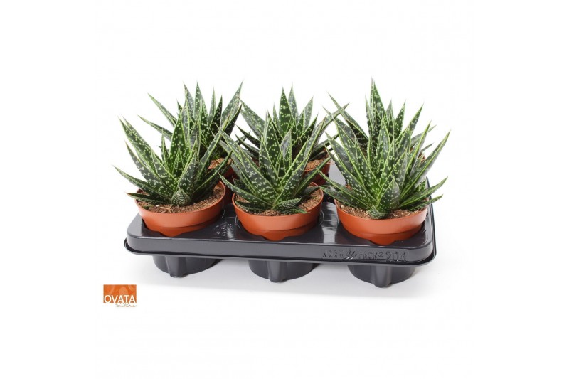 Gasteraloe tess Gasteria tess 12 