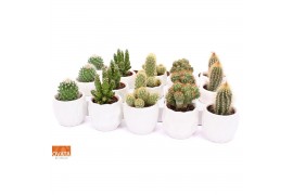 Cactus mix 5 soorten Cactus mix in Lindos 7