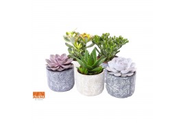 Succulenten mix Succulent mix in Toledo 14 UK - NON CITES