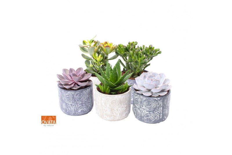 Succulenten mix Succulent mix in Toledo 14 UK - NON CITES 