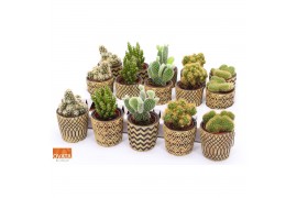 Cactus mix 5 soorten Cactus mix in Havana 7