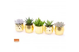 Succulenten mix Succulent mix in San Francisco 7