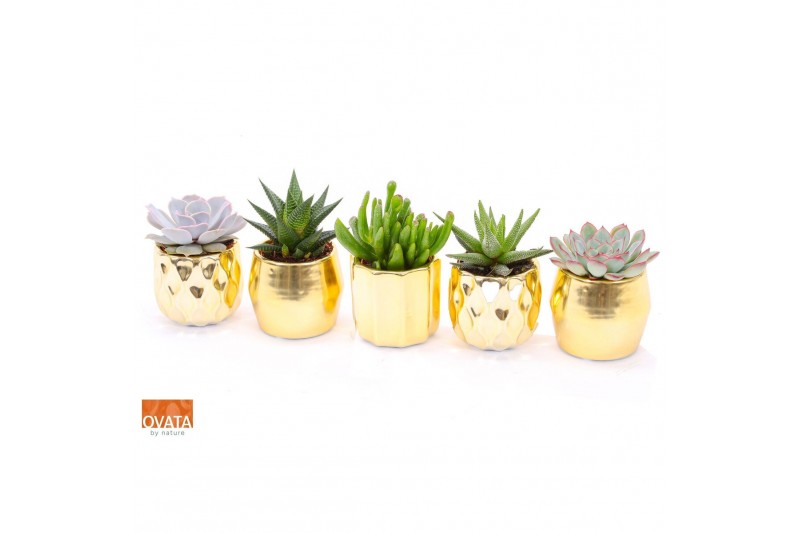 Succulenten mix Succulent mix in San Francisco 7 