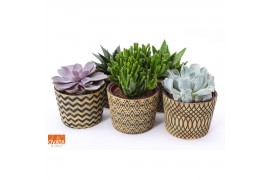 Succulenten mix Succulent mix in Cancun 14 UK - NON CITES