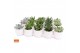 Succulenten mix Succulent mix in Lindos 7 UK - NON CITES 