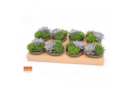 Succulenten mix Succulent bowl 13 UK - NON CITES 3 pp