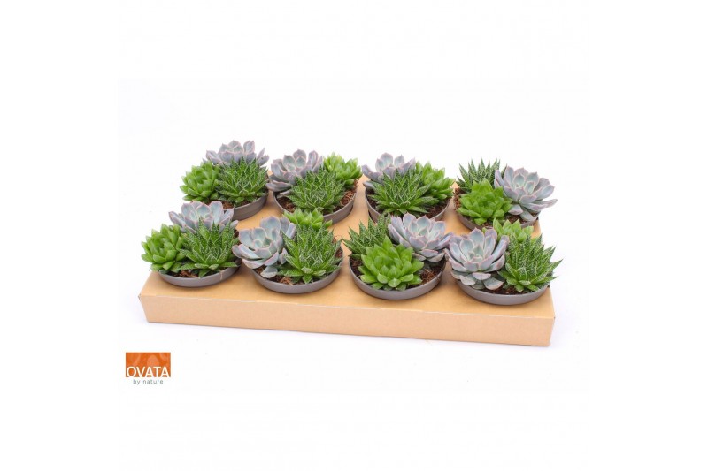 Succulenten mix Succulent bowl 13 UK - NON CITES 3 pp 