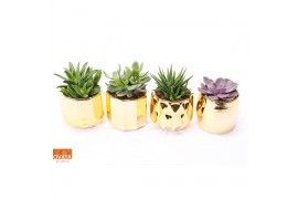 Succulenten mix Succulent mix in Los Angeles 10 UK - NON CITES