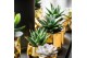 Succulenten mix Succulent mix in Los Angeles 10 UK - NON CITES 