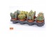 Cactus mix 4 soorten Cactus mix 12 