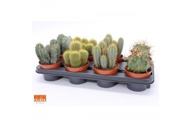 Cactus mix 4 soorten Cactus mix 12