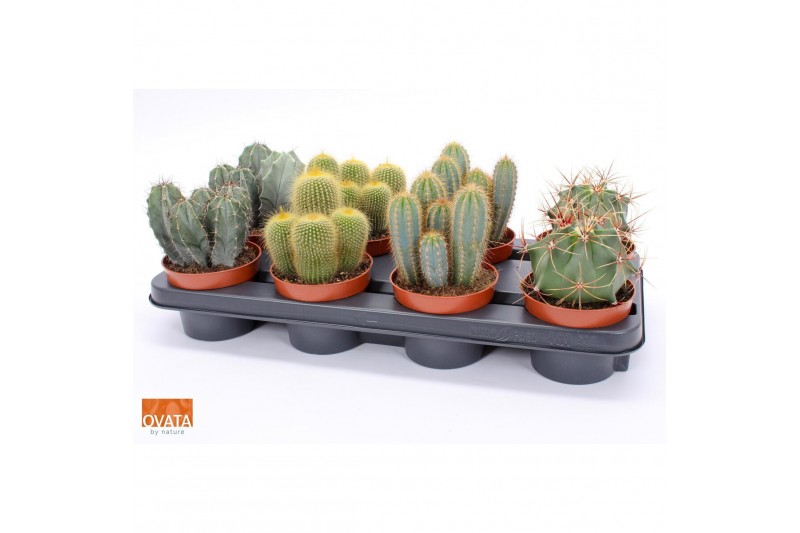 Cactus mix 4 soorten Cactus mix 12 