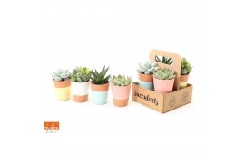 Succulenten mix Succulent mix in The Box