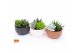 Succulenten mix Succulent bowl in Chennai 15 3 pp 