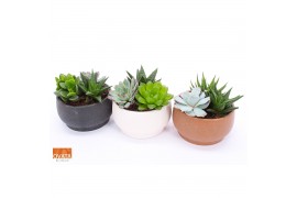 Succulenten mix Succulent bowl in Chennai 15 3 pp
