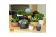 Succulenten mix Succulent bowl in Chennai 15 3 pp 