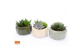 Succulenten mix Succulent bowl in Malmö 17 3 pp