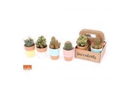 Cactus mix 4 soorten Cactus mix in The Box